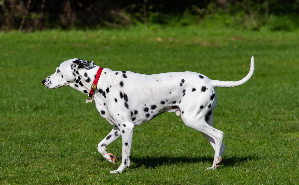 Welche Hunde haaren nicht - Top 5 empfohlene Hunderassen - Pawsometime