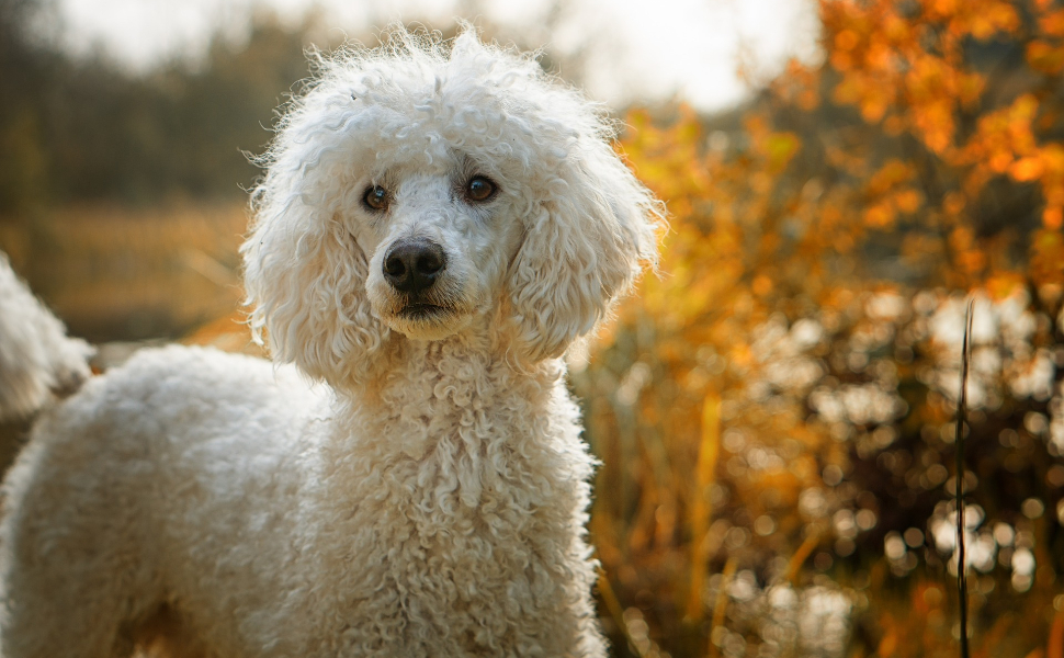 Welche Hunde haaren nicht - Pawsometime