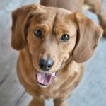 Welche Hunde haaren nicht? Top 5 empfohlene Hunderassen
