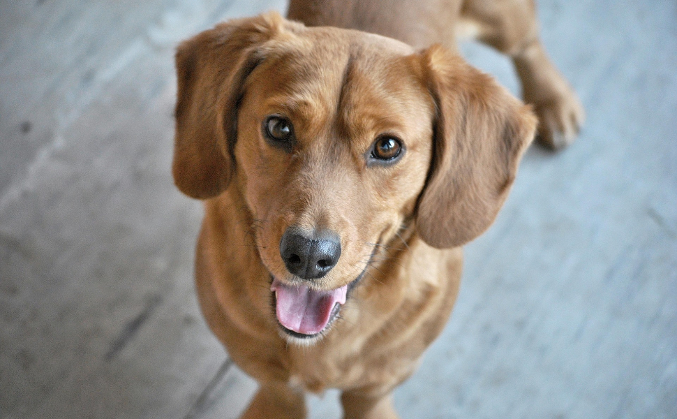 Welche Hunde haaren nicht? Top 5 empfohlene Hunderassen
