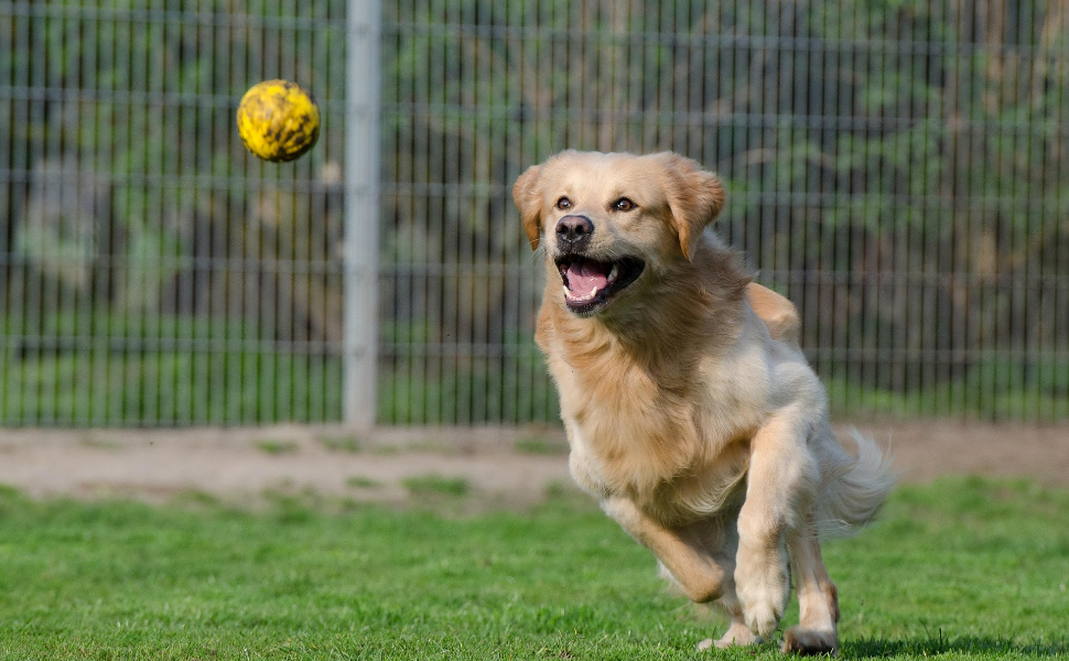 Hund spielt mit Ball - Pawsometime
