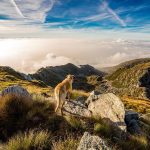 Mit einem Hund reisen: Gesundheitliche Vorsorgemaßnahmen