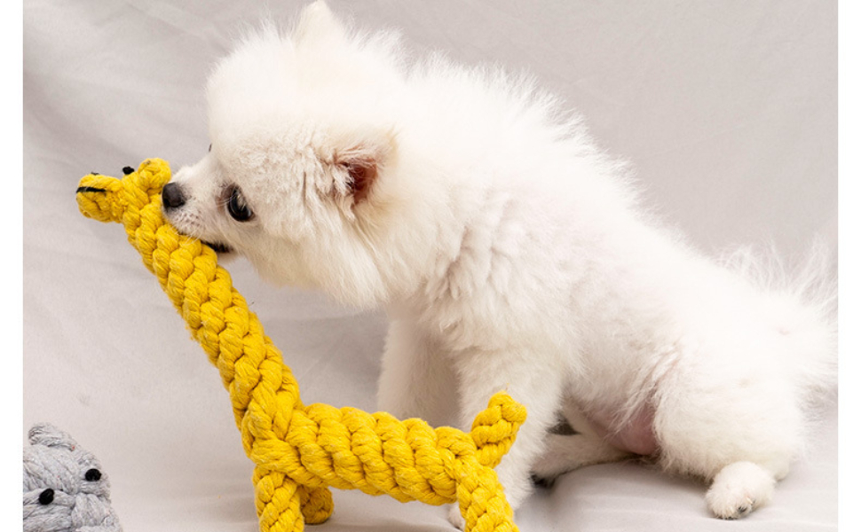 Mit einem Hund reisen - Pawsometime