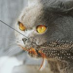 Warum bringen Katzen Mäuse: Ein Zeichen von Liebe oder Training?