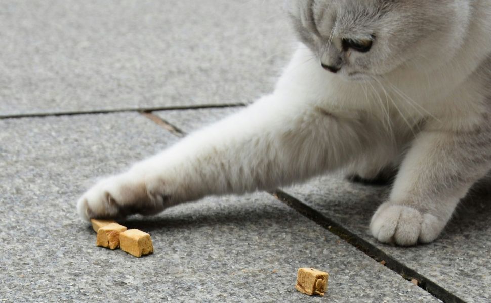 Katzen - Pawsometime