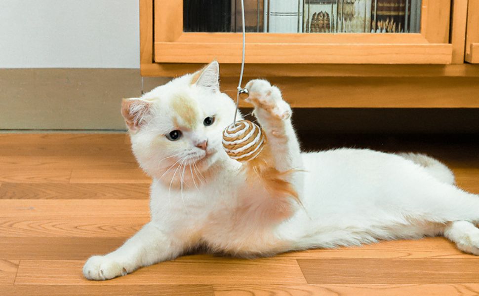 Warum bringen Katzen Mäuse - Pawsometime