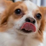 Warum lecken Hunde Menschen ab? Es ist eine Geste der Zuneigung