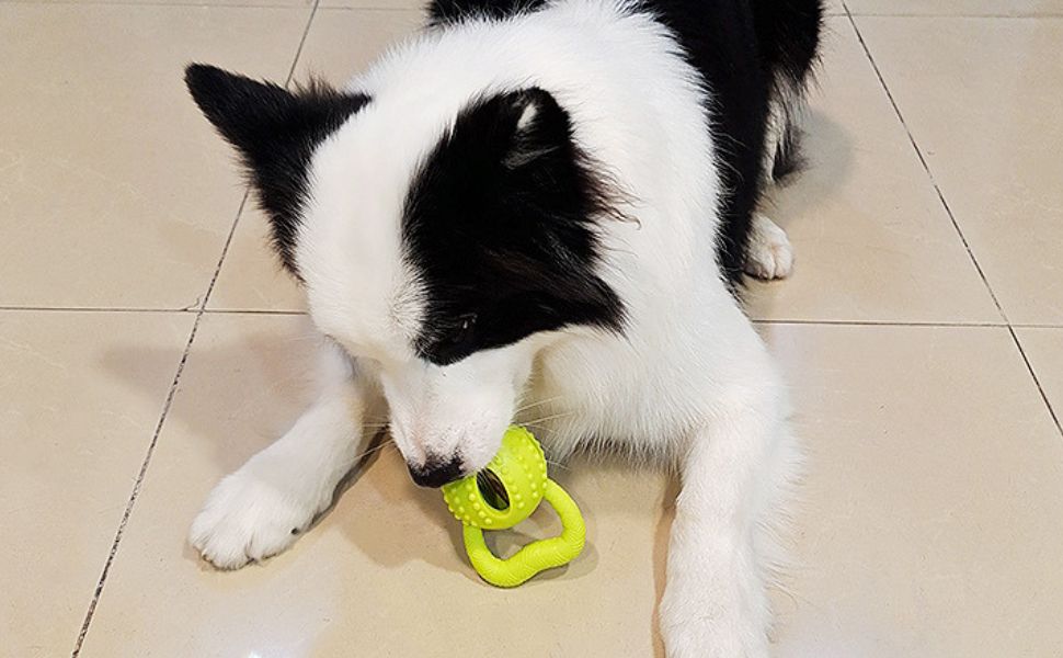 Warum lecken Hunde Menschen ab - Pawsometime