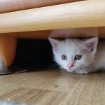 Wie schnell gewöhnen sich Katzen an neue Besitzer?