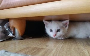 Katzen - Pawsometime