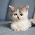 Wann ist Katze ausgewachsen? Was Besitzer für ihre Katzen tun können