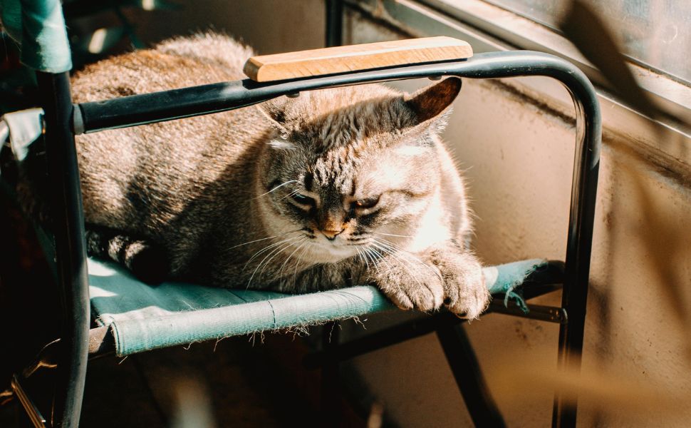 Katze - Pawsometime