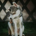 Warum zittert mein Hund? Die häufigsten Gründe für Zittern