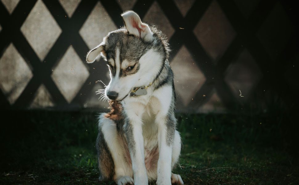 zitternder Hund - Pawsometime