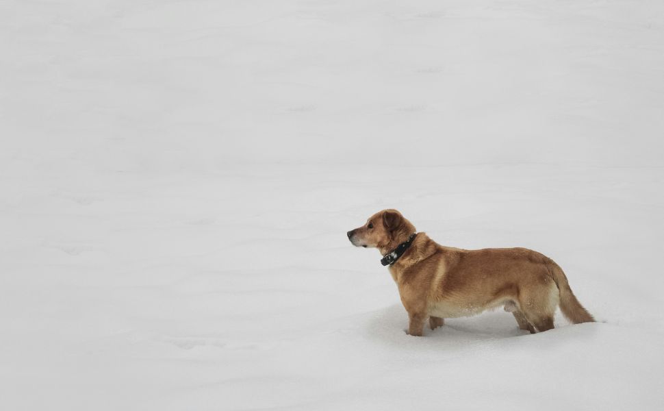 Hund - Pawsometime