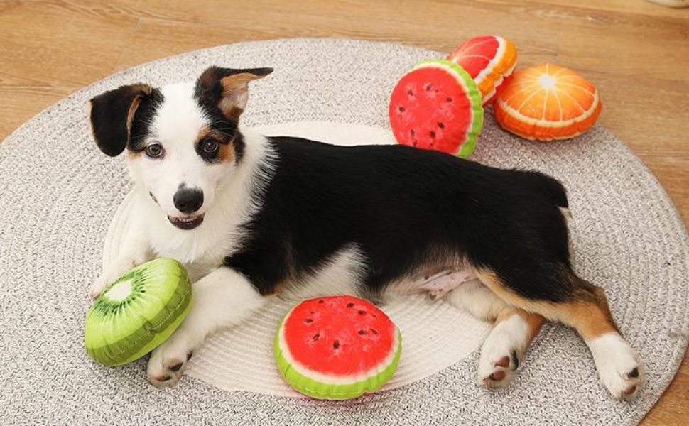Warum zittert mein Hund - Pawsometime