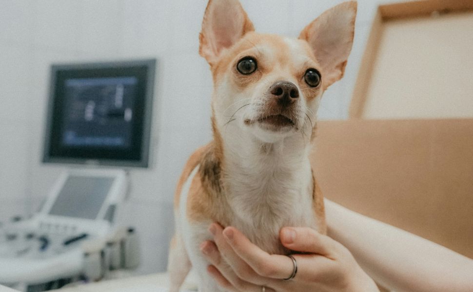 Gesundheitschecks bei Hunden - Pawsometime