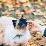 Was dürfen Katzen nicht essen? So vermeiden Sie gesundheitliche Risiken für Ihre Katze