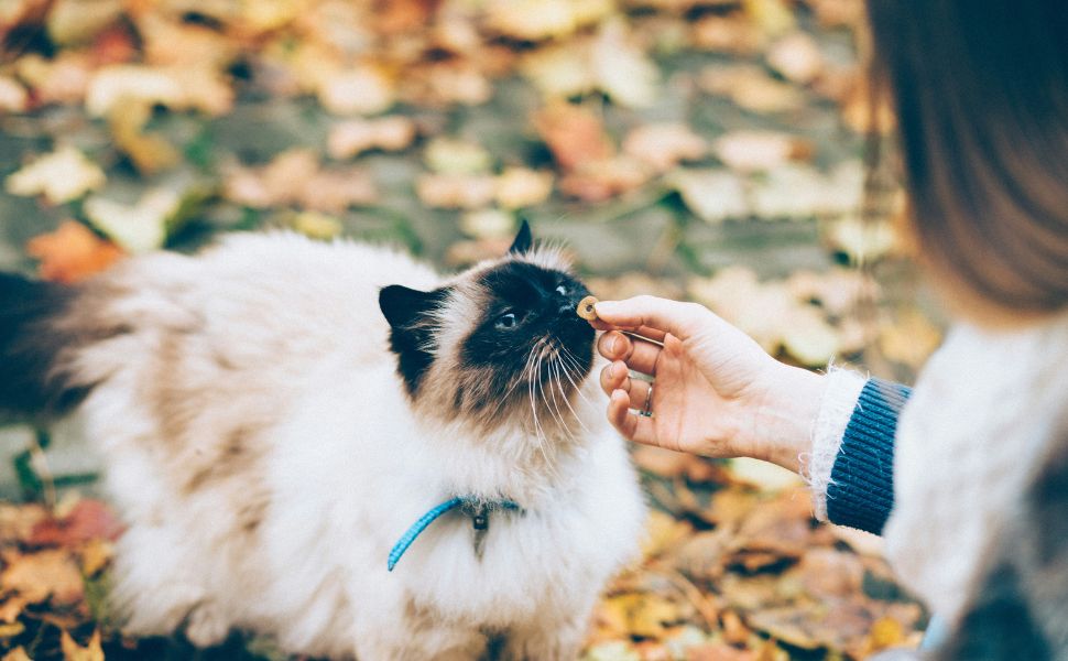 Katzen - Pawsometim