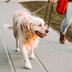 Wann Hund ausgewachsen, warum sind regelmäßige Spaziergänge so wichtig?