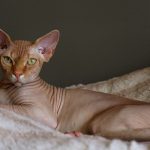 Welche Katze haart nicht und wie kann man ihre emotionale Bindung stärken?