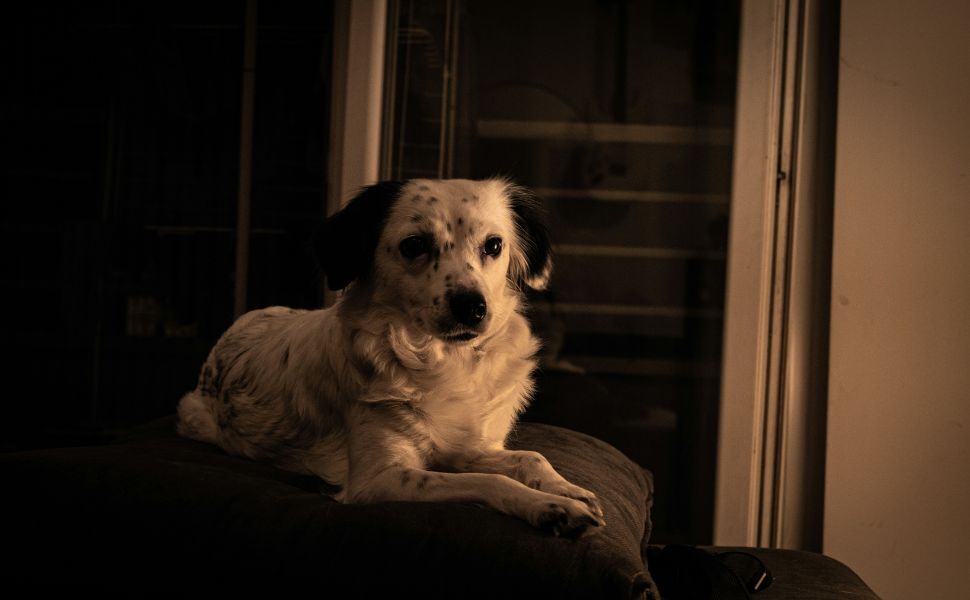Hund im Dunkeln - Pawsometime
