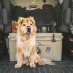 Mit Hund im Hotel: So machen Sie Ihren Hund fit und glücklich während der Reise