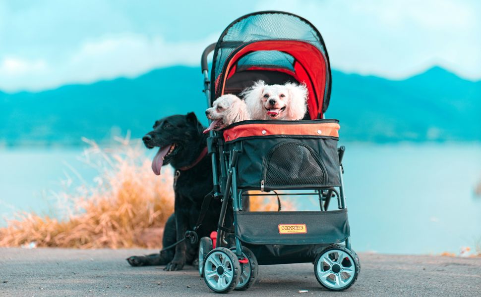 Reisen mit Hunden - Pawsometime