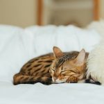 Wie lange leben Katzen und welche Faktoren beeinflussen ihre Lebensdauer?