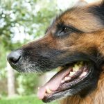 Wie viele Zähne hat ein Hund und wie kann man sie richtig pflegen?
