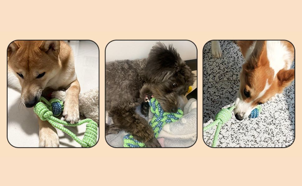 Wie viele Zähne hat ein Hund - Pawsometime