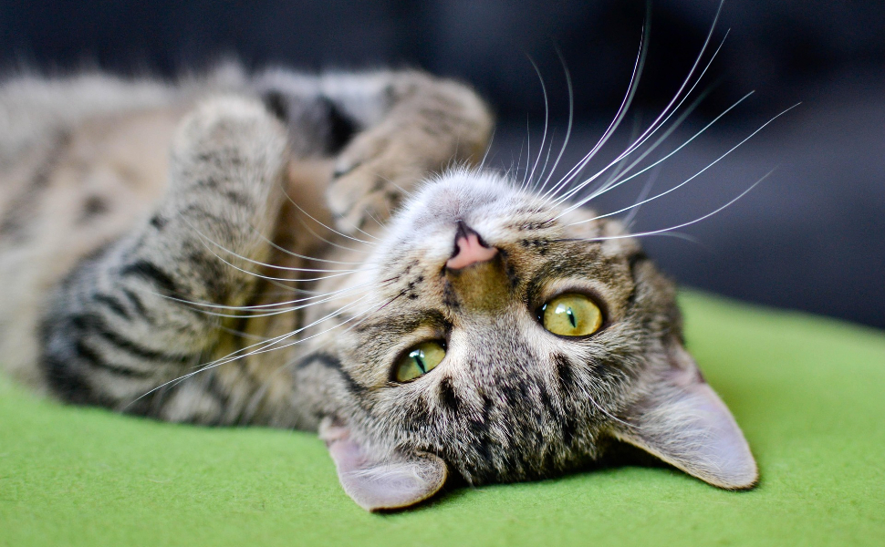 Was Katzen nicht mögen: Warum ist eine Berührung am Bauch eine Kriegserklärung?