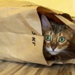 Was essen Katzen? Die verrücktesten Dinge, die Katzen gegessen