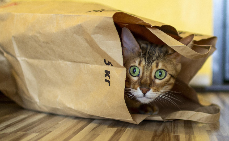 Was essen Katzen? Die verrücktesten Dinge, die Katzen gegessen