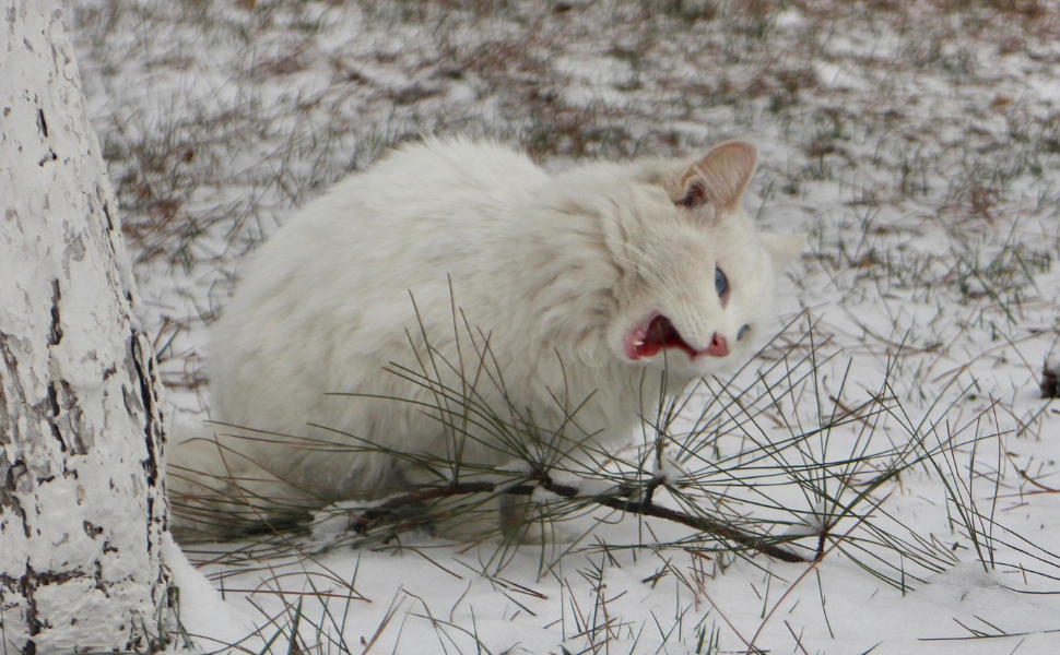 Was essen Katzen - Pawsometime