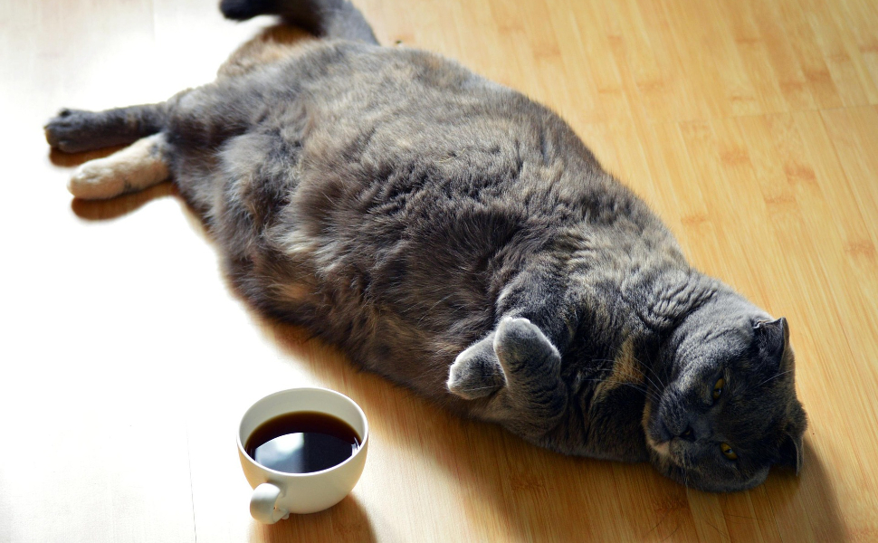 Katze und Kaffee - Pawsometime