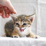Wann ist die Katze ausgewachsen? Warum kaltherzig nach der Reife?
