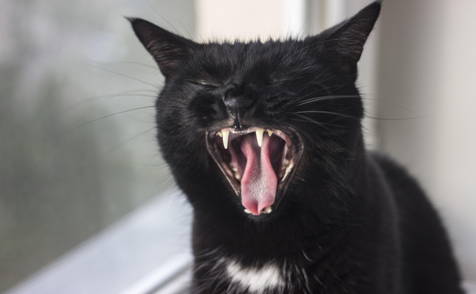 Schwarze Katze - Pawsometime