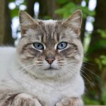 Warum beißen Katzen Menschen? Wie man Kätzchen vom Beißen abhält