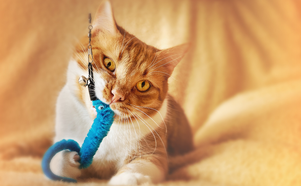 Warum beißen Katzen Menschen - Pawsometime