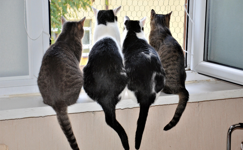 Vier Katzen - Pawsometime