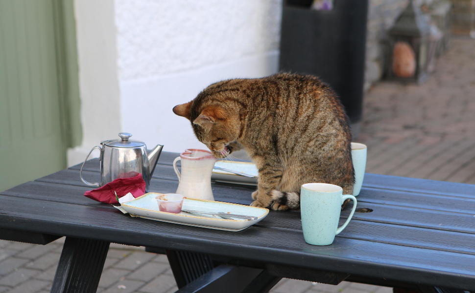 Katze - Pawsometime