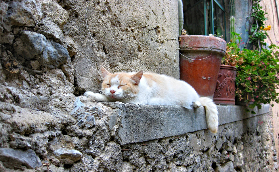 Wie alt ist die älteste Katze - Pawsometime