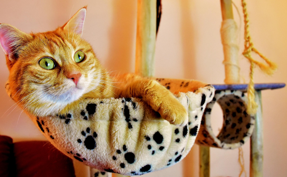 Orange Katze - Pawsometime