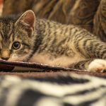 Wie alt ist die älteste Katze? Warum leben Hauskatzen länger als streunende Katzen?