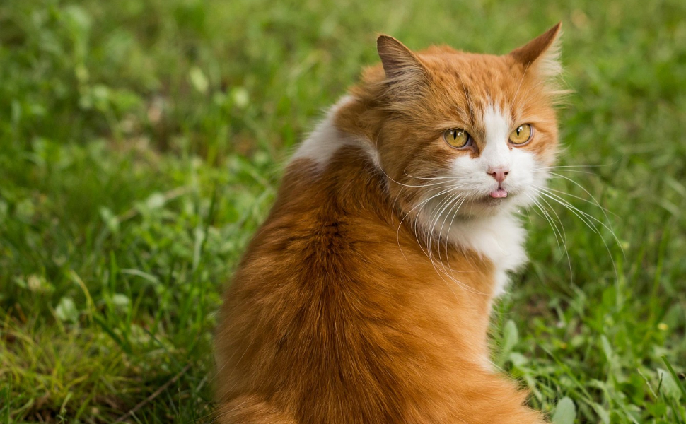 Katze mit gelben Augen - Pawsometime