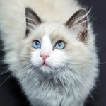 Was essen die Katzen? Menschensnacks sind Katzenfavorit