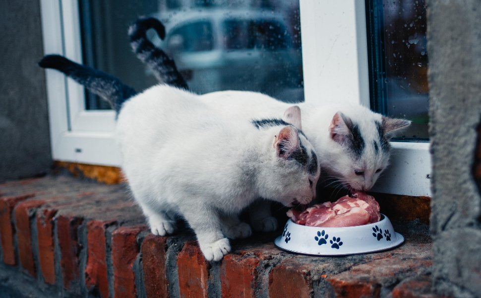 Katzen - Pawsometime