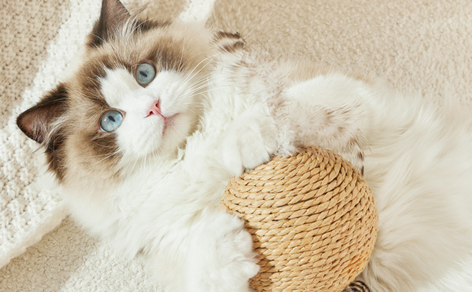 Was essen die Katzen - Pawsometime