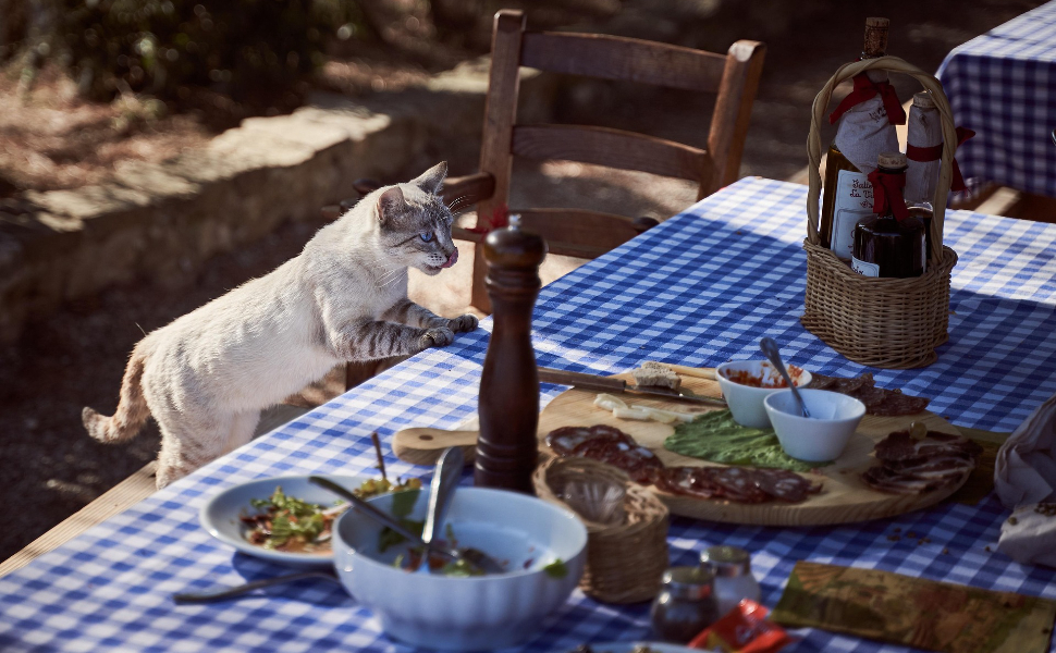 Katze will Futter - Pawsometime